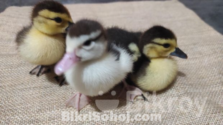 চিনা হাসের বাচ্চা